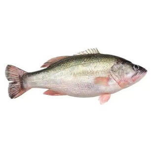 鲈鱼苗特大加州鲈鱼苗可食用大口黑鲈路亚肉食凶猛养殖淡水鲈鱼苗