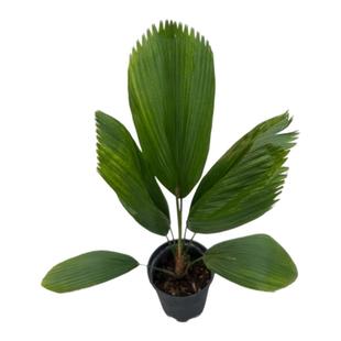 花与花器 圆叶轴榈 圆叶蒲葵室内外耐阴绿植盆栽花镜风雨林植物