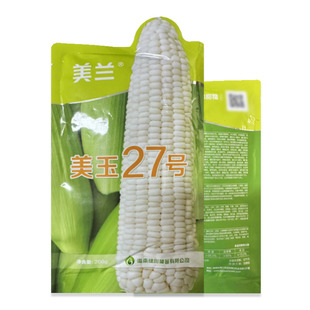 美玉27加甜糯玉米种子 矮杆大穗 抗倒伏 抗锈病大小斑病 稳定性好