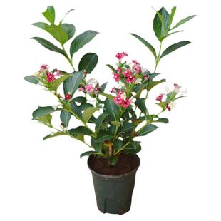 五彩锦带花树苗盆栽地栽庭院阳台名贵树种四季开花红王子花叶树苗