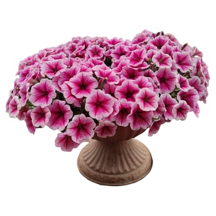 矮牛矮牵牛星空美声冰淡垂吊矮牛开花苗盆栽多色选包邮