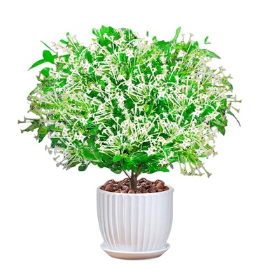 夜来香盆栽花苗驱蚊植物四季好养