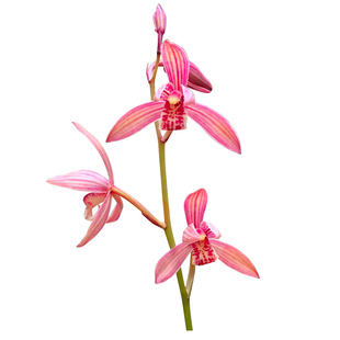 刘阁兰花苗 满堂红 夏带花苞建兰八大红花名贵兰室内阳台绿植盆栽