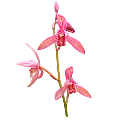 满堂红带花苞建兰阳台绿植