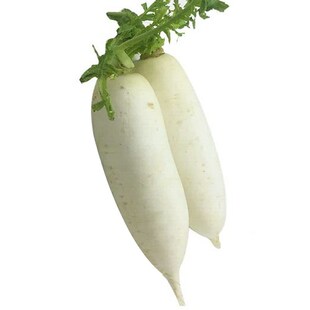 白萝卜种子种孑白玉春白萝卜种籽大全四季秋季菜籽种菜水果甜脆型