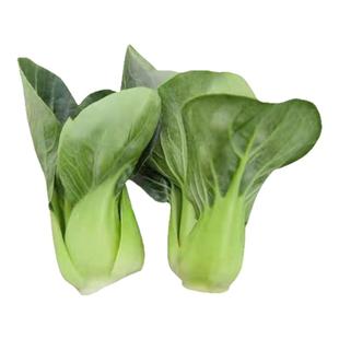 宁夏小青仔青梗菜种籽特矮脚四季小上海青种子小油菜籽种蔬菜种孑
