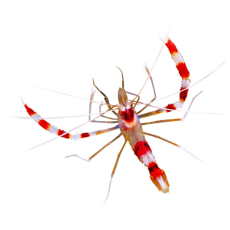 清洁虾火焰虾海水生物活体