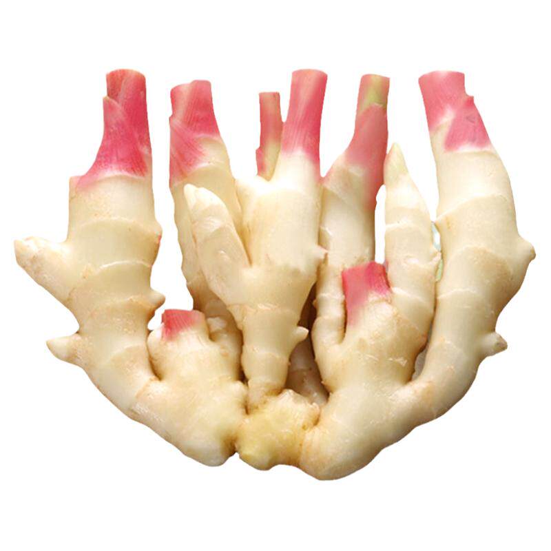 红芽嫩姜新鲜现挖生姜蔬菜老仔姜块鲜姜脆嫩无丝可腌制子姜小黄姜
