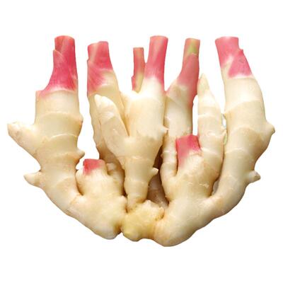 红芽嫩姜新鲜现挖生姜蔬菜老仔姜块鲜姜脆嫩无丝可腌制子姜小黄姜
