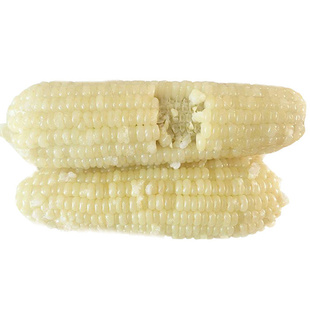 【10大根*300克】甜糯新白糯玉米非转基因粗粮东北粘苞米棒黏鲜香