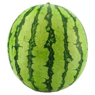 高产8424西瓜种子无籽西瓜籽苗瓜果蔬菜种子黑美人麒麟西瓜种子孑