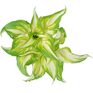 玉簪花苗植物花叶花根盆栽青玉簪根芽