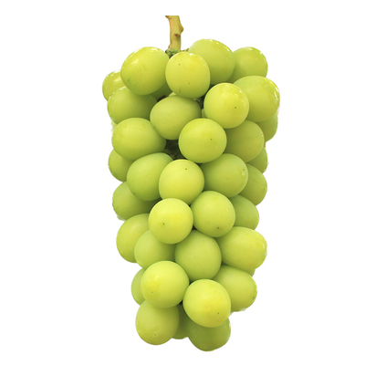 阳光玫瑰葡萄树虹越好吃好养爬藤