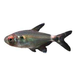 头尾灯鱼小型热带鱼灯科鱼苗群游水草缸新手好养易活淡水银屏灯鱼