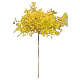 槐树苗国槐别墅庭院风景大树绿化木四季常青植物南北方种植黄金槐