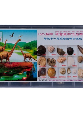 天然古生物玩具教学盲盒化石标本