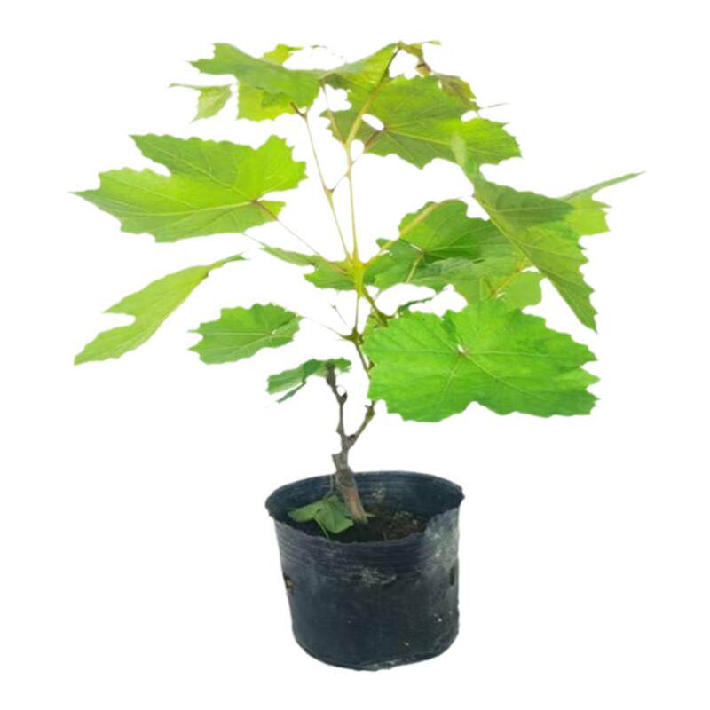 甜蜜蓝宝石葡萄大苗南方盆栽地栽