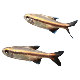 绯红巧克力霓虹小型灯鱼热带鱼南美鱼高端鱼草缸鱼群游观赏鱼活体