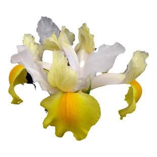 25年现货绿园花开荷兰球根鸢尾进口球根鸢尾种球多年生易繁殖秋季