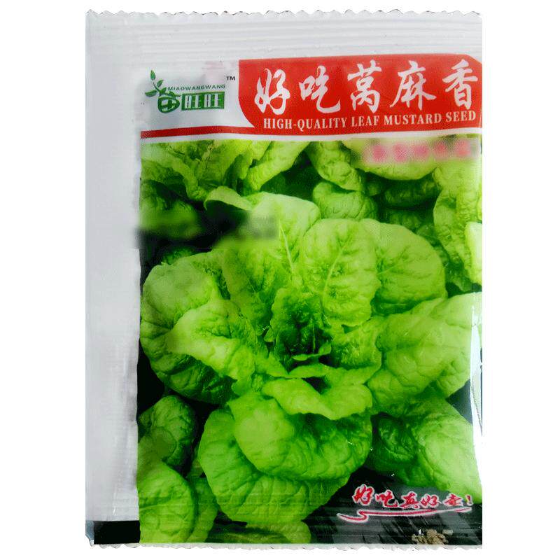 叶用好吃莴麻香种子莴基菜莴鸡菜窝机菜种籽秋季农家菜园蔬菜种孑