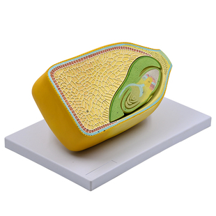 玉米籽粒模型构造植物细胞可拆卸种子微观放大教具胚芽胚乳植物学
