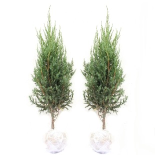 塔柏树苗塔柏小苗四季常青耐寒绿化工程苗龙柏蜀块桧柏侧柏墓地松