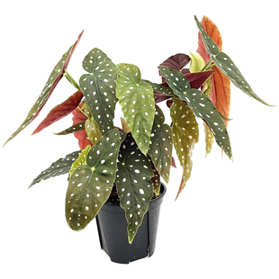 花与花器 鳟鱼秋海棠荷兰进口ins北欧风室内网红绿植物盆栽苗包邮