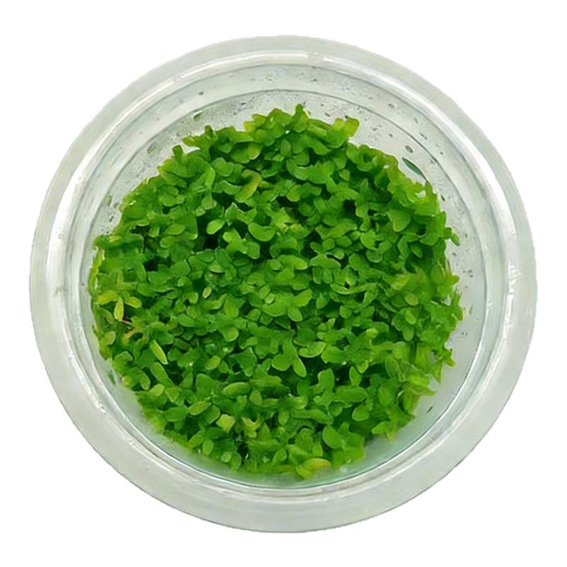 【高珍珠】无菌杯水草古法生态鱼缸造景水草增氧净化水质真水草