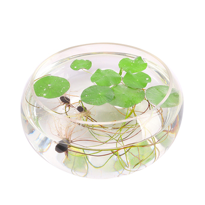 水草植物鱼缸造景睡莲