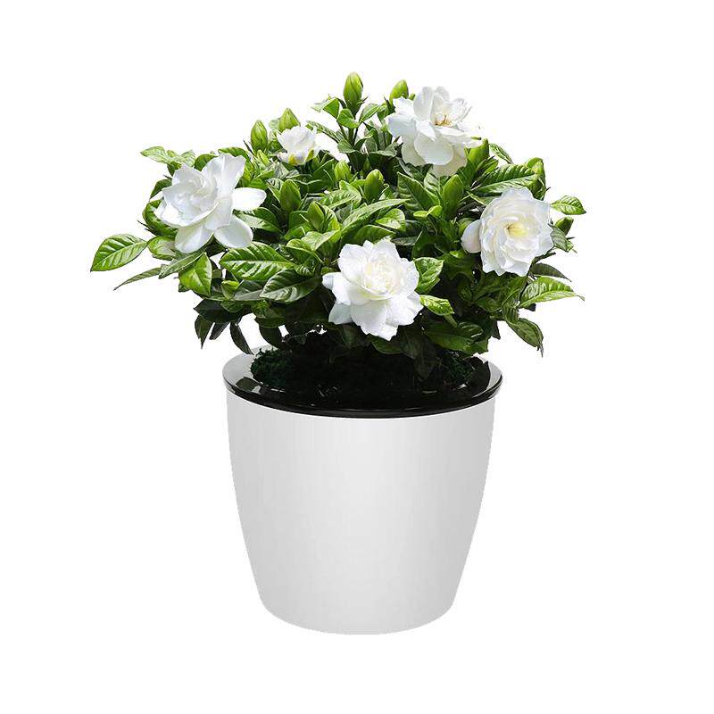 大花栀子花盆栽带花苞花卉室内阳台水培绿植物浓香型四季开花好养