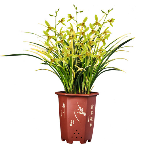 建兰锦旗花卉绿植兰花四季兰盆栽浓香