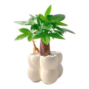 发财树室内绿植新手美观桌面好养四季常青北欧风解压懒人盆栽礼物