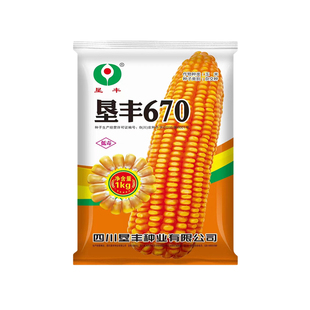云贵川矮杆大棒深马齿玉米种子垦丰670穗轴红色中高海拔种植