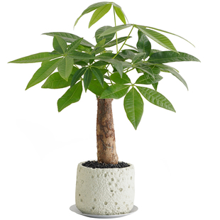 发财树盆栽植物室内绿植客厅招财树盆景办公室内桌面懒人好养花卉