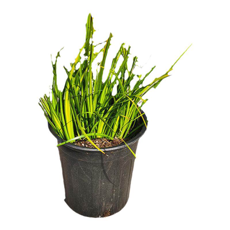 成都基地金叶菖蒲金丝苔草热绿植