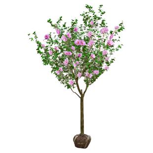 木槿花树苗可食用棒棒糖木槿花重瓣大苗阳台庭院盆栽耐寒多季开花