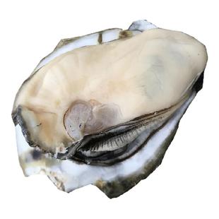 聚蚝福正宗广东湛江官渡野生蚝肉现开1斤起礼品煲汤500g脆脆白蚝