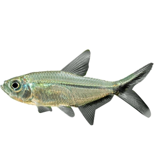 黑尾大勾群游鱼草缸小型活体热带观赏鱼淡水鱼新手好饲养灯科鱼