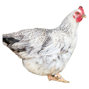 稻花鸡种蛋受精蛋可孵化小鸡土鸡白芦花鸡种蛋受精卵鸡蛋20枚包邮