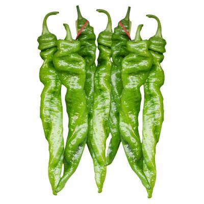 果形螺丝皱皮粗长辣味很浓