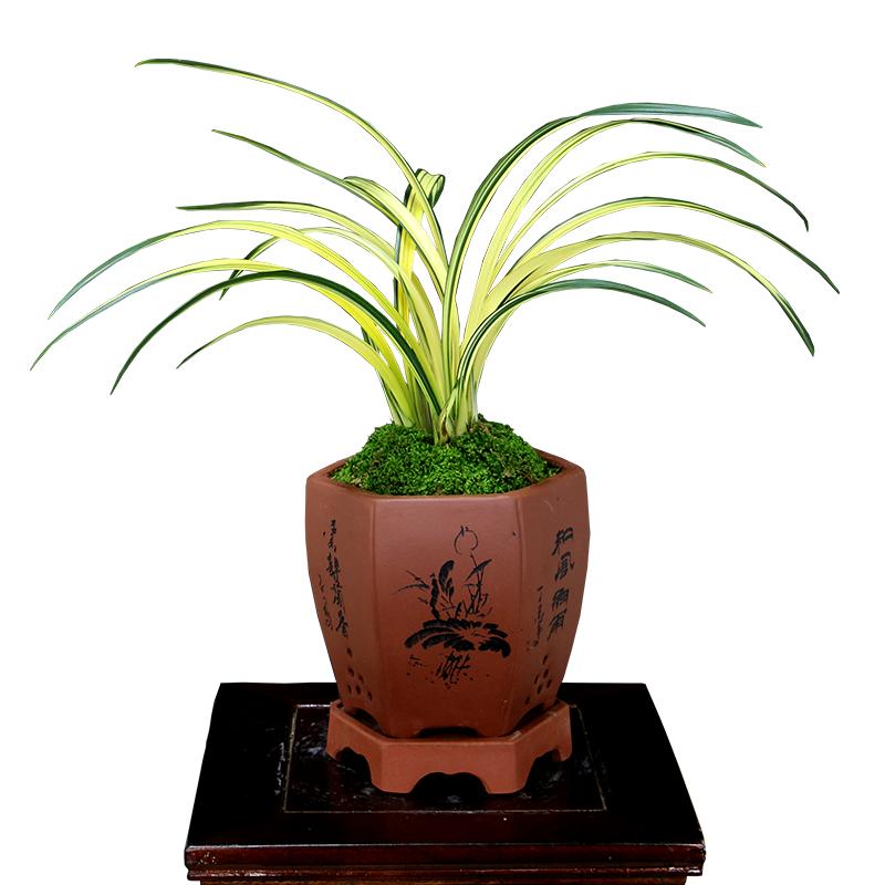 翁源兰花苗墨兰铭品兰阳之松中透金黄色带艺奇花送礼高端绿植盆栽