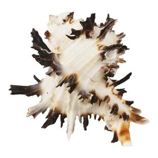 【螺贝艺】天然海螺贝壳黑千手螺苣骨螺寄居蟹换壳卷贝鱼寄居鱼缸