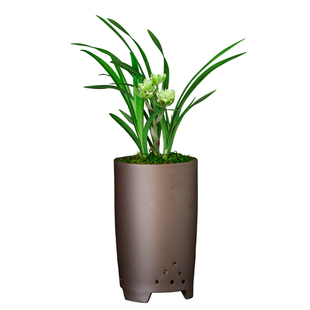 春兰兰花苗九仙牡丹绿带草植物卉盆景栽土浓香名贵花苞建墨蕙芳香