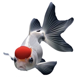 精品小金鱼冷水鱼不加温不打氧小鱼鸿运当头鱼淡水鱼传统小鱼好养