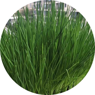 四季小香葱种籽红葱种子盆栽阳台庭院多年生易活火分葱蔬菜籽植物