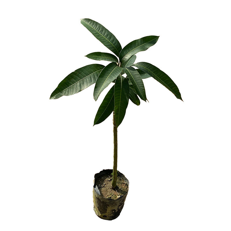 芒果树苗嫁接芒果苗当年结果种植