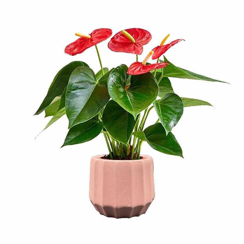 【精品特级】红掌盆栽带花发货