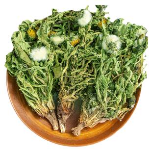 蒲公英正品新货野生500g蒲公英中药材新鲜蒲公英泡水喝蒲公英茶根