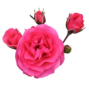 非常丰花【霍尔恩】簇花系列花型优美色彩艳丽适合阳台庭院月季苗