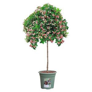 红王子锦带花树苗庭院耐寒盆栽绿化篱笆风景树高杆丛林生五彩锦带